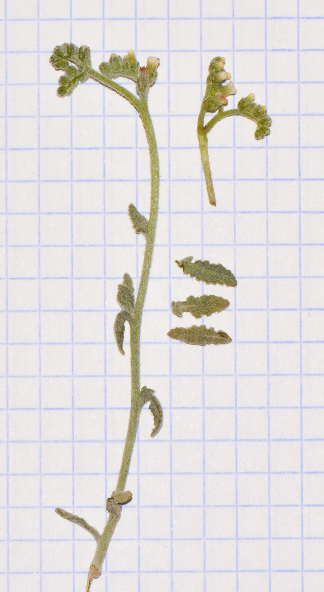 Image of Heliotropium bacciferum specimen.