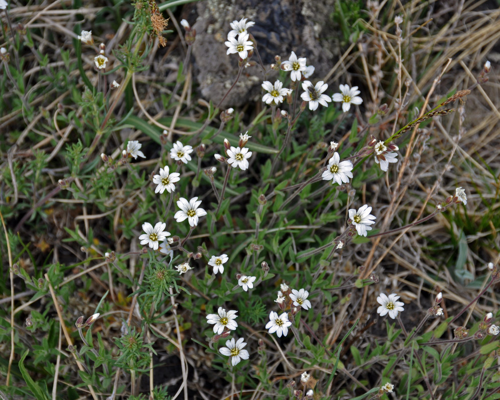 Изображение особи Dichodon cerastoides.