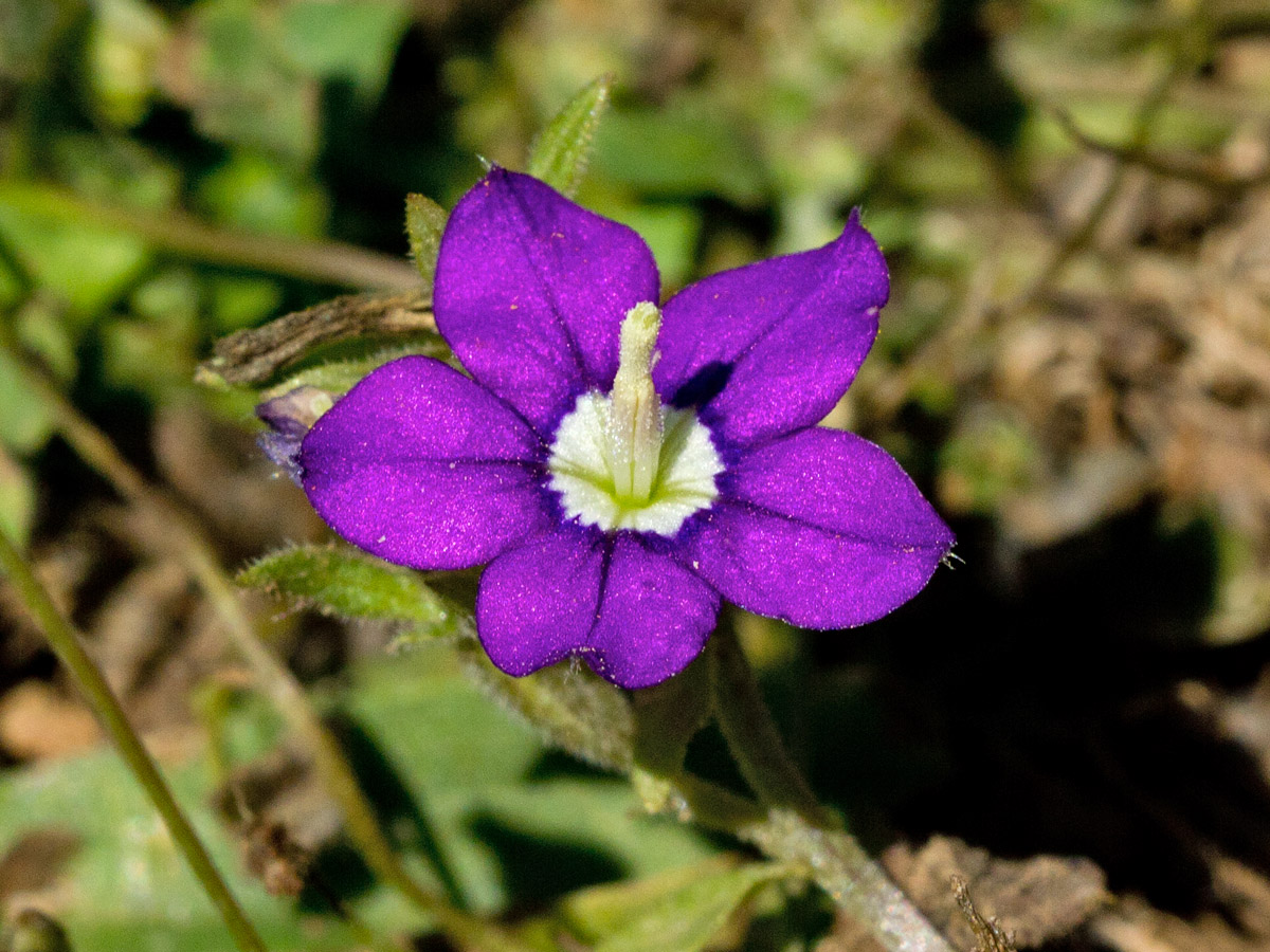 Изображение особи Legousia speculum-veneris.