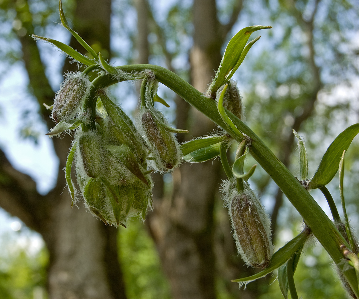 Image of Lilium pilosiusculum specimen.