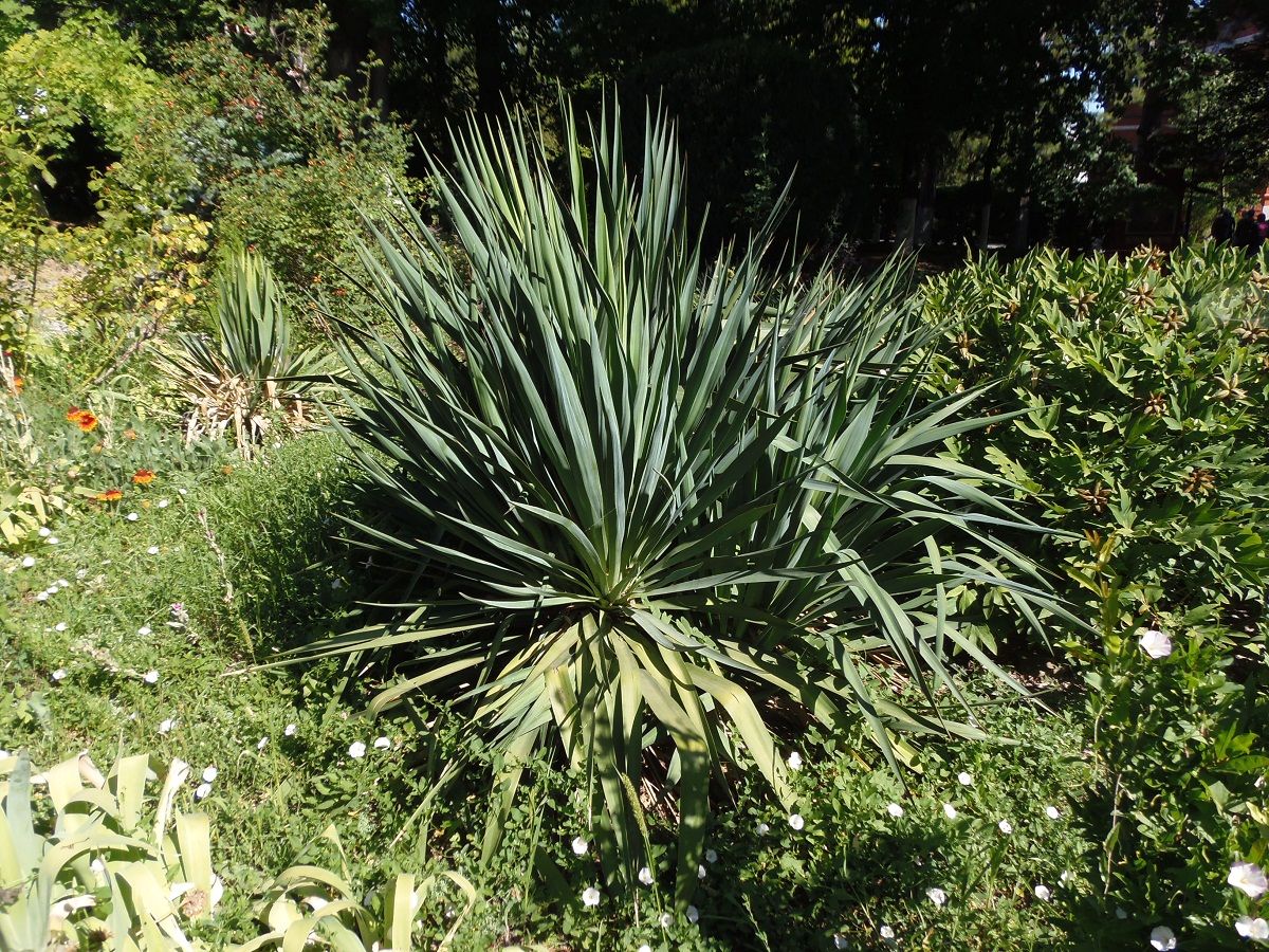 Изображение особи Yucca gloriosa.