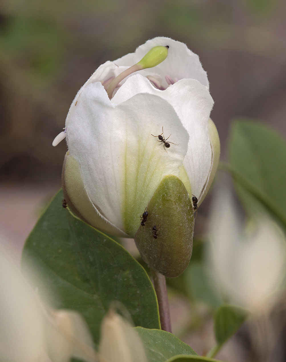 Изображение особи Capparis herbacea.