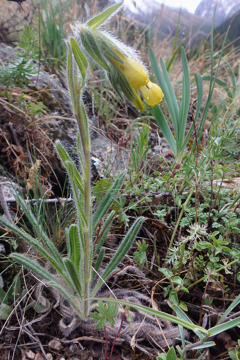 Изображение особи Onosma irritans.