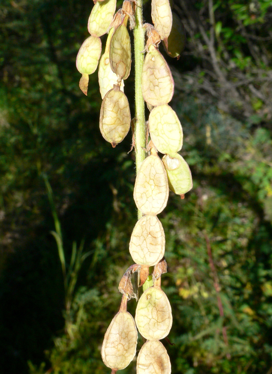 Изображение особи Hedysarum americanum.