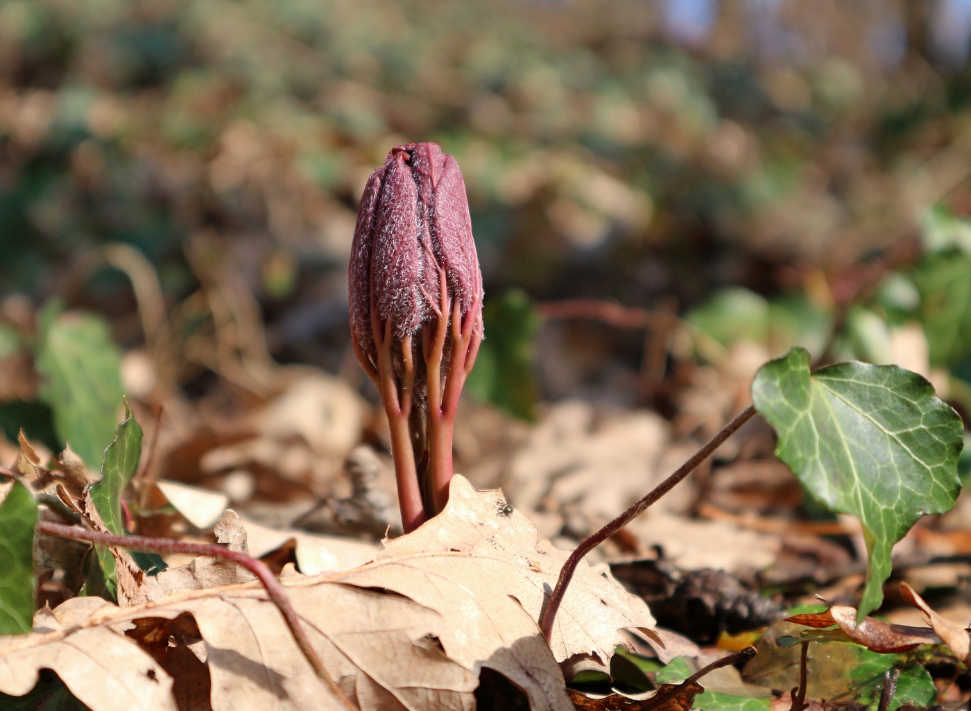 Изображение особи Paeonia caucasica.