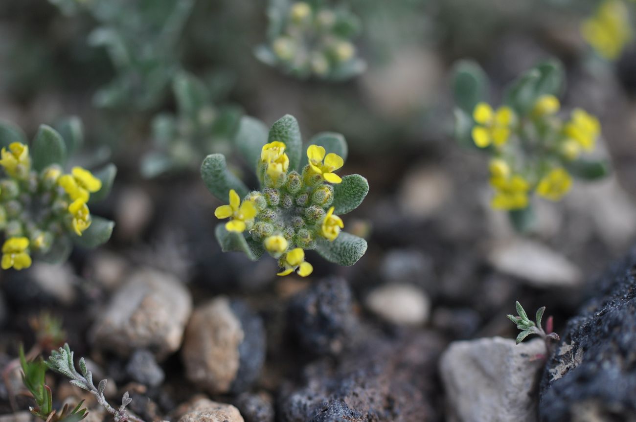 Изображение особи род Alyssum.