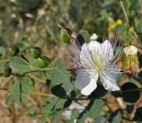 род Capparis