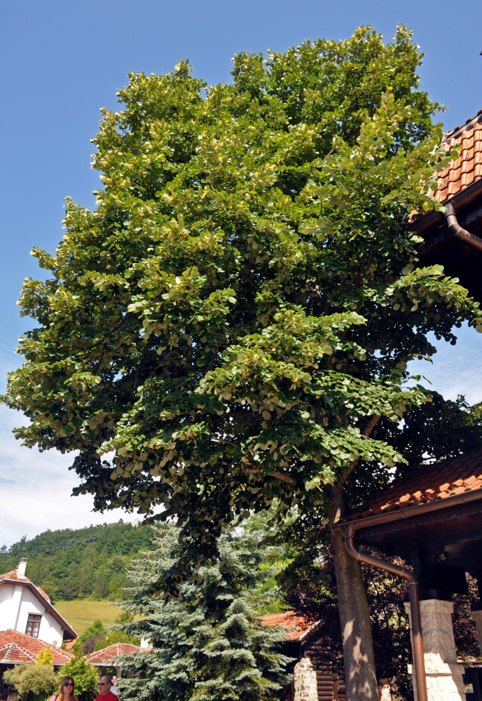 Image of Tilia tomentosa specimen.