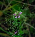 Nigella damascena