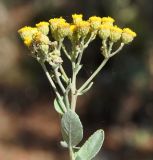 Pyrethrum majus