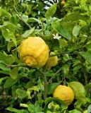 Citrus limon. Верхушка веточки плодоносящего и цветущего растения (Citrus × limettioides Yu. Tanaka). Испания, Астурия, ботанический сад г. Хихо́н (Jardin Botanico Atlantico). Июль.