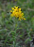 Hieracium umbellatum