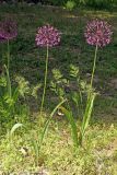 Allium sarawschanicum