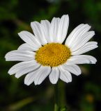 Anthemis austriaca