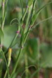 Tragopogon orientalis