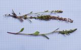 Rumex bucephalophorus. Выкопанное растение и верхушка побега с соцветием. Испания, автономное сообщество Каталония, провинция Жирона, комарка Баш Эмпорда, муниципалитет Калонже, берег малой реки, в трещине валуна. 04.05.2022.