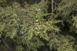 Juniperus excelsa