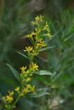 Solidago подвид dahurica