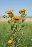 Inula salicina