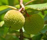 Arbutus unedo. Плоды. Крым, городской округ Ялта, г. Алупка, Воронцовский дворец, парк. Июль 2022 г.