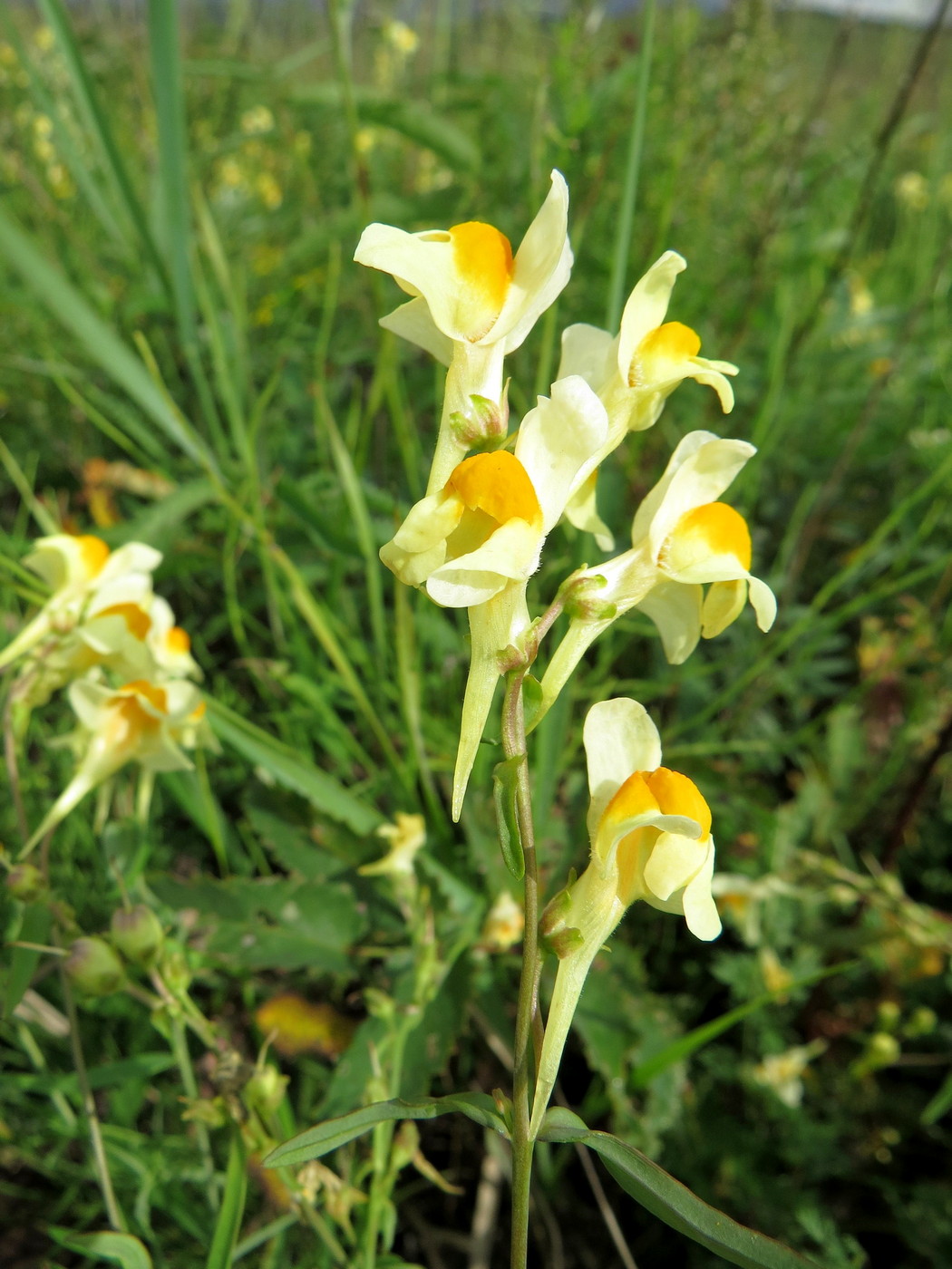 Изображение особи Linaria melampyroides.