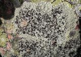 Lecanora argopholis