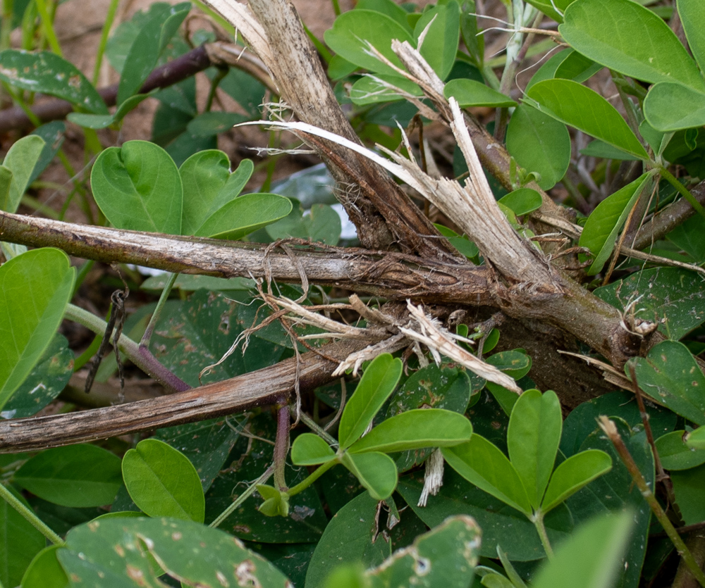 Изображение особи Crotalaria pallida.