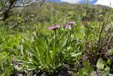 Erigeron venustus