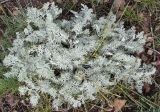 Artemisia schrenkiana