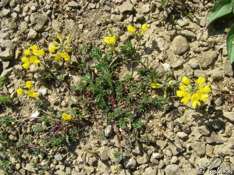 Изображение особи Hippocrepis comosa.