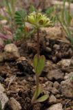 Valerianella turgida