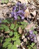 Corydalis solida. Цветущее растение. Украина, Харьковская обл., Харьковский лес. 19.04.2011.