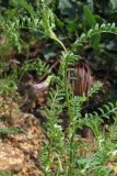 Vicia ervilia