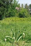 Allium stipitatum