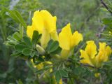 Chamaecytisus colchicus