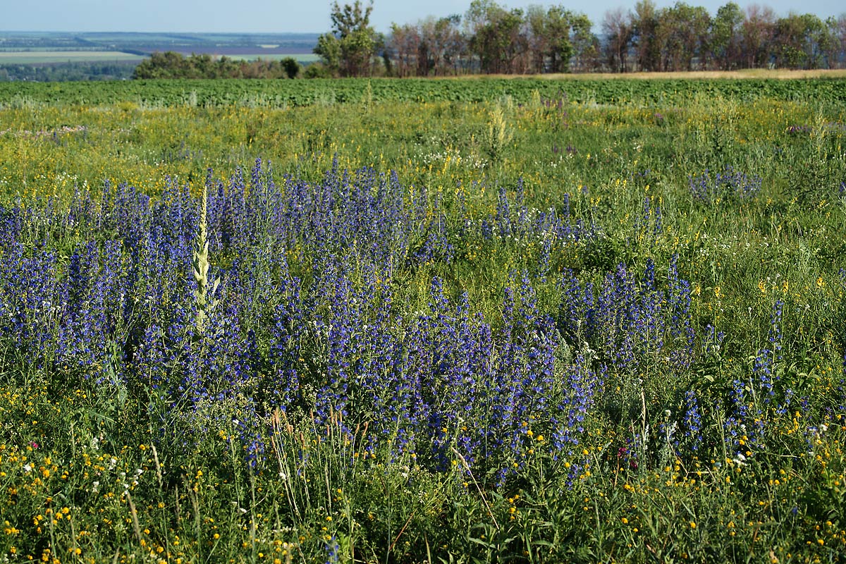 Изображение особи Echium vulgare.