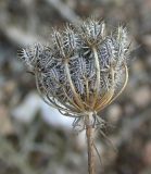 Daucus broteri. Соплодие. Israel, Mount Carmel. 17.10.2008.