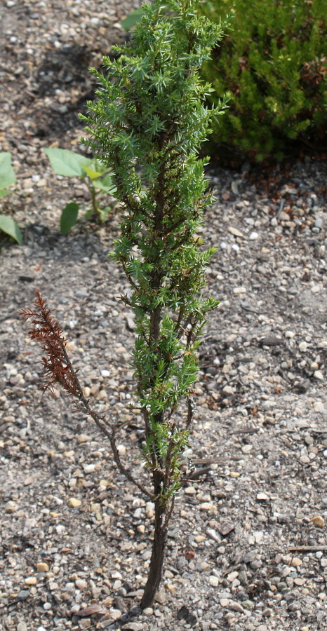 Изображение особи Juniperus communis var. saxatilis.