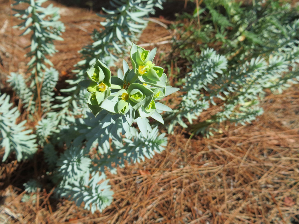 Изображение особи Euphorbia paralias.