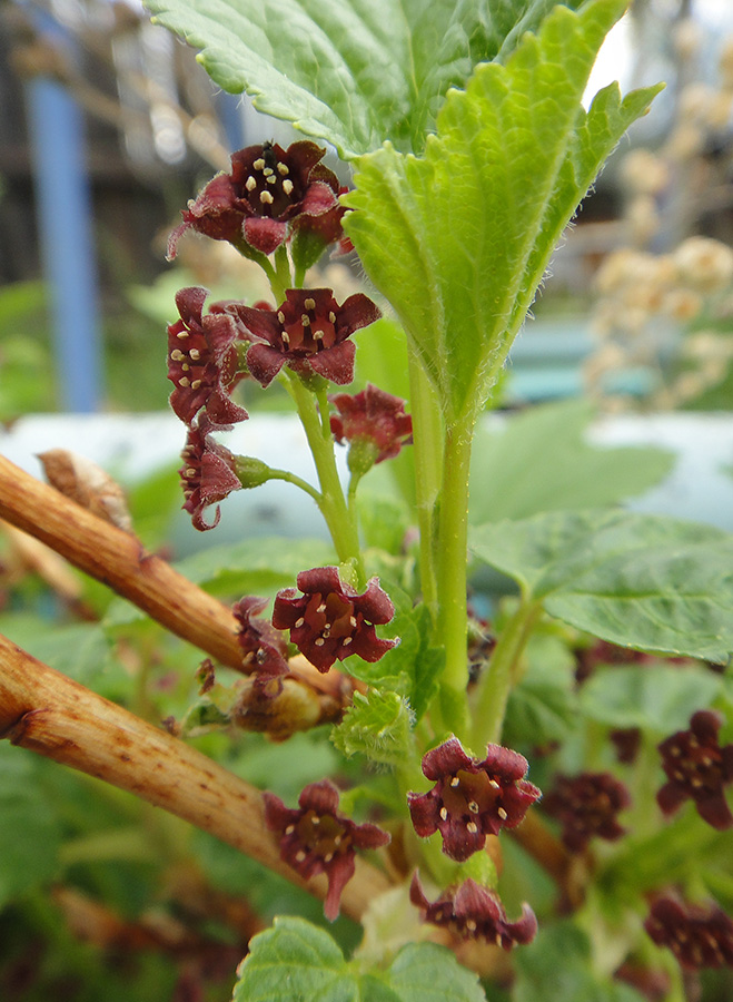 Изображение особи Ribes procumbens.