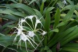 Hymenocallis speciosa. Верхушка цветущего растения. Китай, остров Хайнань, окр. г. Санья, в культуре. 23.01.2014.