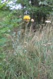 Centaurea orientalis. Верхушка цветущего растения. Украина, Днепропетровская обл., Криворожский р-н, с. Широкое, склон балки. 22.06.2014.