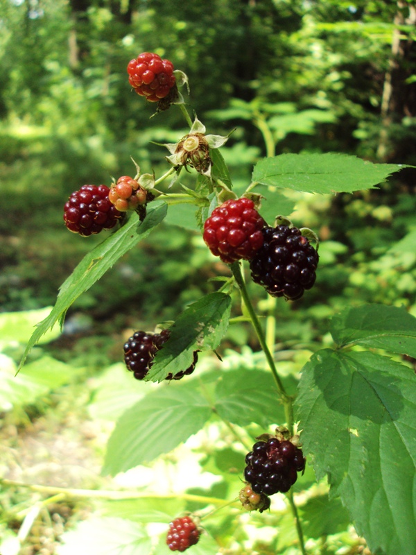 Изображение особи Rubus nessensis.