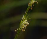 Glyceria fluitans. Часть соцветия с раскрывшимися колосками. Московская обл., Раменский р-н, окр. ж.-д. платформы Хрипань, просека под ЛЭП. 05.06.2014.