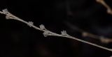 Ochthodium aegyptiacum. Часть соплодия. Израиль, Нижняя Галилея, г. Верхний Назарет, выположенная вершина горы. 10.08.2014.