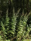 Artemisia vulgaris. Заросли на обочине лесной дороги. Старый Петергоф, конец сентября.