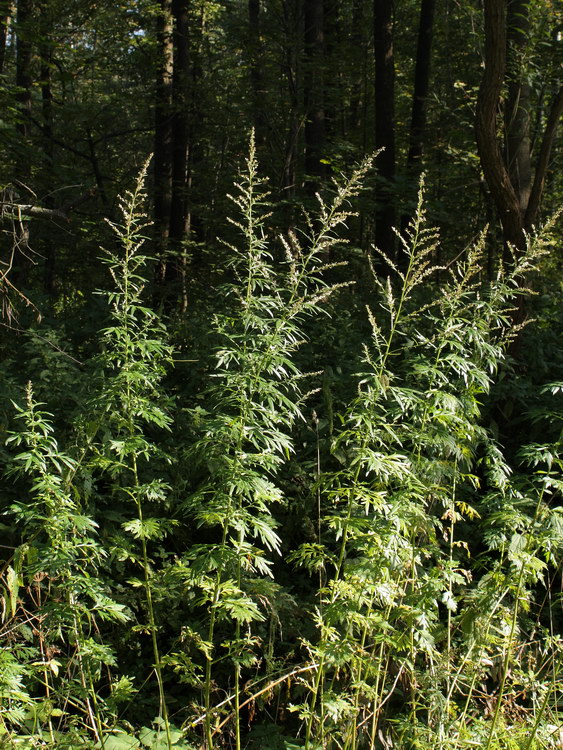 Изображение особи Artemisia vulgaris.