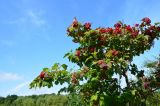 Viburnum opulus