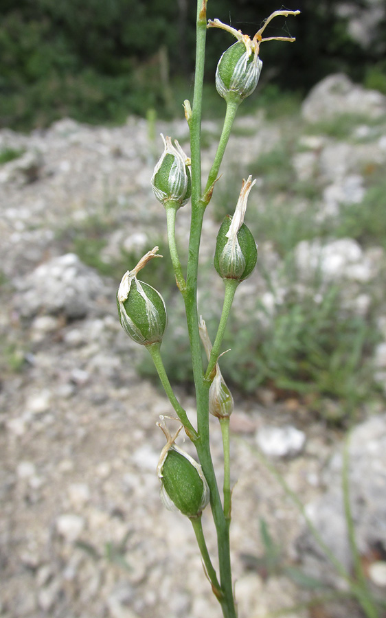 Изображение особи Anthericum liliago.