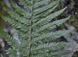 Polystichum aculeatum